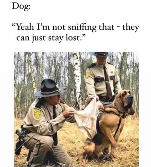 I'm Not Sniffing That | image tagged in dogs,funny dogs,doggo,sniff,underwear,police dogs | made w/ Imgflip meme maker