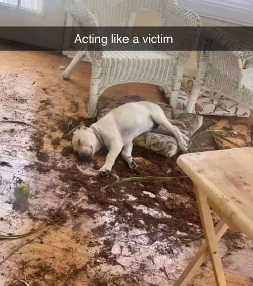 Imma Victim | image tagged in dogs,funny dog memes,victims,bullshit,fake,destruction | made w/ Imgflip meme maker