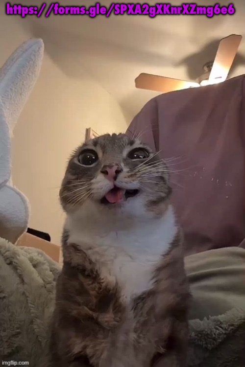 silly | https://forms.gle/SPXA2gXKnrXZmg6e6 | image tagged in silly | made w/ Imgflip meme maker