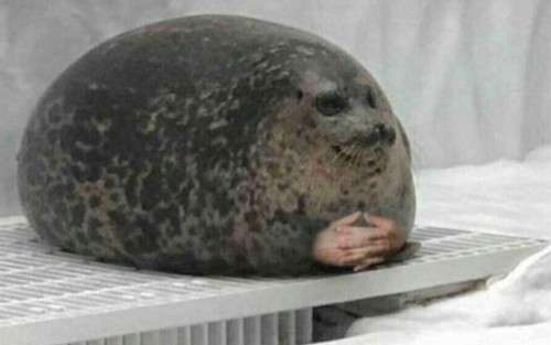 Seal ball Blank Meme Template
