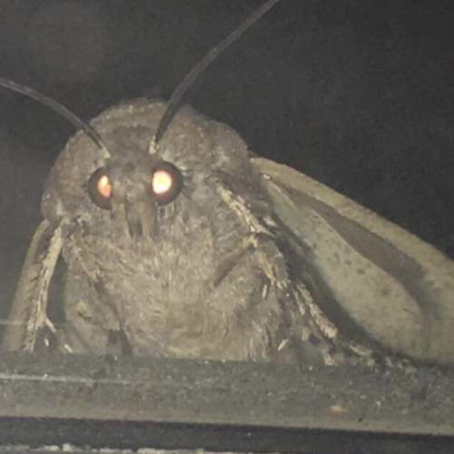 Lamp moth Blank Meme Template