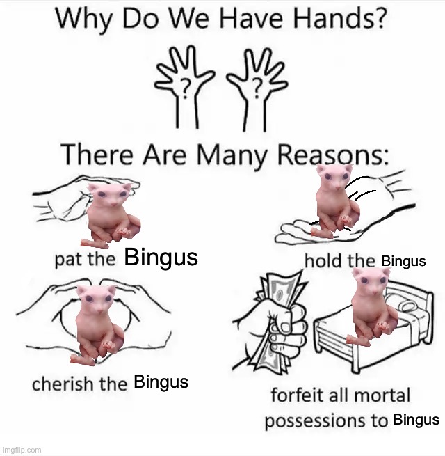 Why do we have hands? (all blank) | Bingus; Bingus; Bingus; Bingus | made w/ Imgflip meme maker