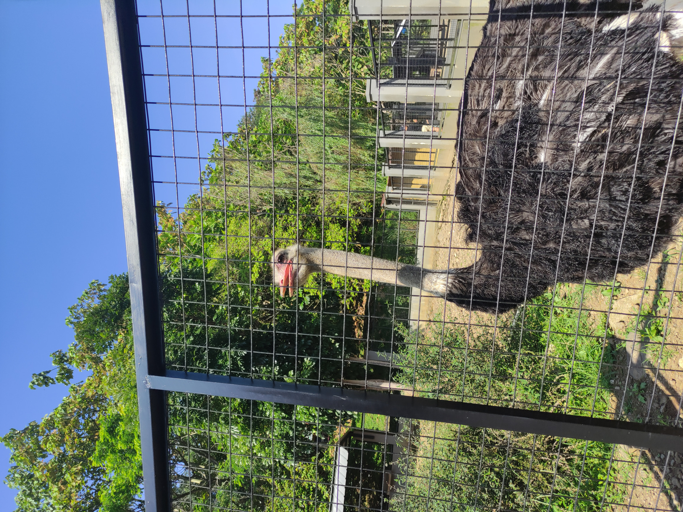Shocked ostrich Blank Meme Template