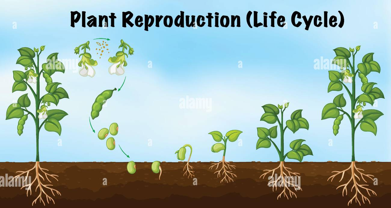 Plant reproduction cycle Blank Meme Template