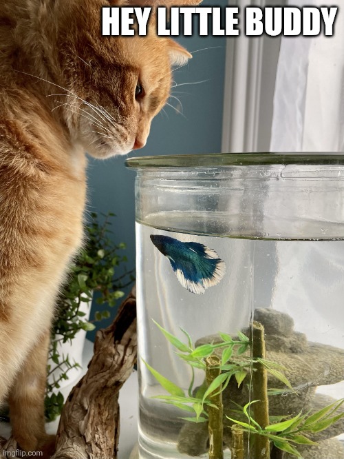 Cat and fish | HEY LITTLE BUDDY | image tagged in cat and fish | made w/ Imgflip meme maker