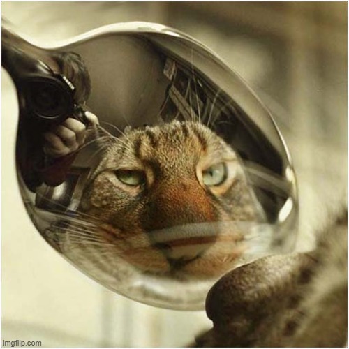 This Spoon Brings Out His 'Inner Tiger' ! | image tagged in cats,spoon,reflection,tiger | made w/ Imgflip meme maker