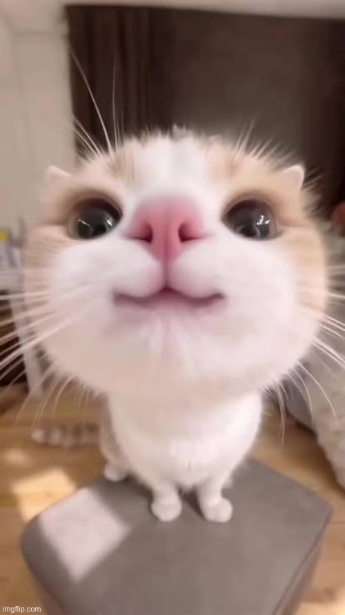 gatito | image tagged in gatito | made w/ Imgflip meme maker