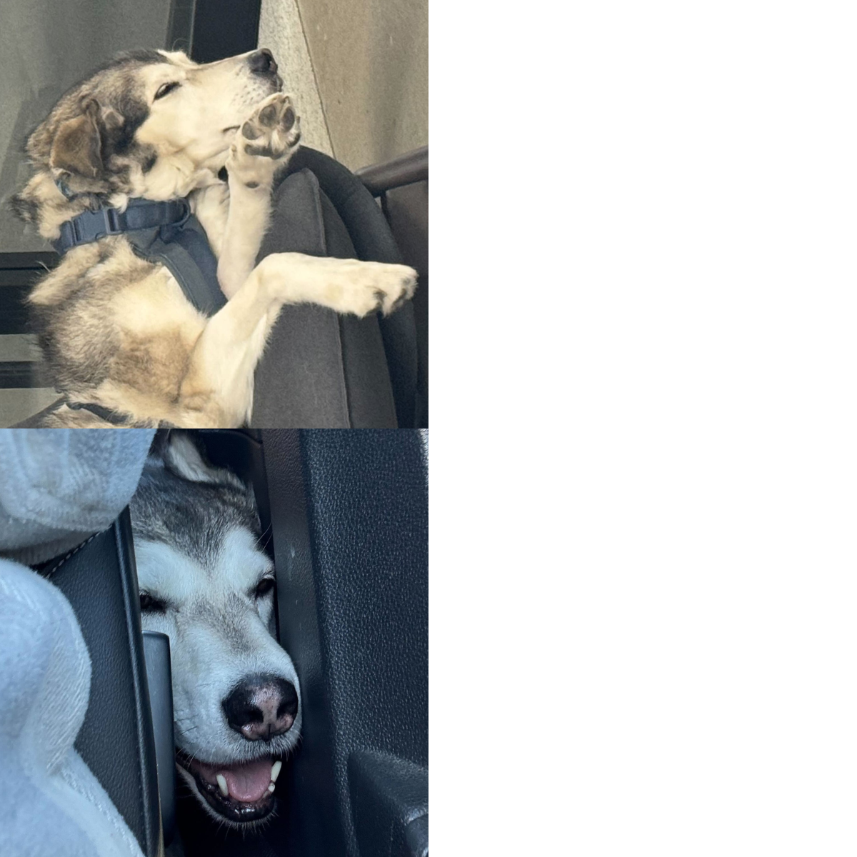 planned-dog-meme Blank Meme Template