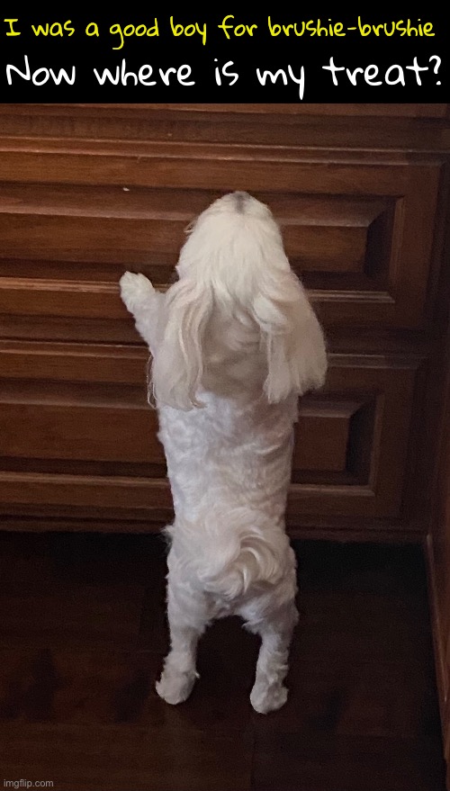 I was a good boy for brushie-brushie Now where is my treat? | made w/ Imgflip meme maker
