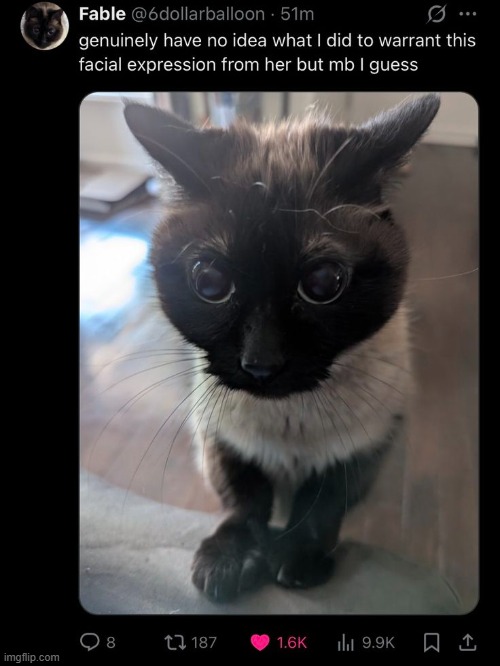 is this cat ok | made w/ Imgflip meme maker