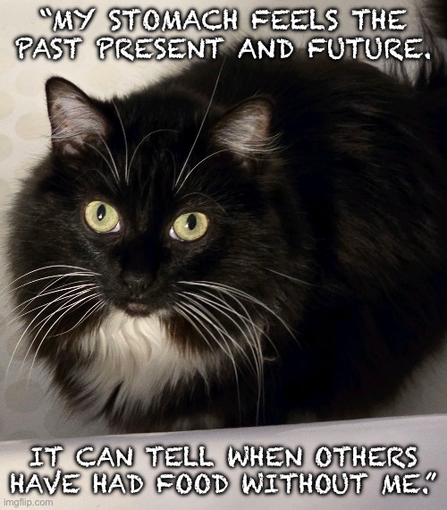 My stomach | “MY STOMACH FEELS THE PAST PRESENT AND FUTURE. IT CAN TELL WHEN OTHERS HAVE HAD FOOD WITHOUT ME.” | image tagged in tk,black cat,my stomach | made w/ Imgflip meme maker