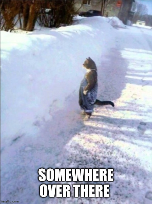 Cat in snow | SOMEWHERE OVER THERE | image tagged in cat in snow | made w/ Imgflip meme maker