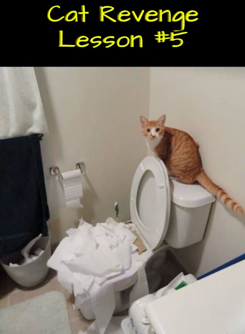 Revenge Lesson 5 | Cat Revenge Lesson #5 | image tagged in cats,funny cat memes,revenge,evil overlord rules,toilet paper,life lessons | made w/ Imgflip meme maker