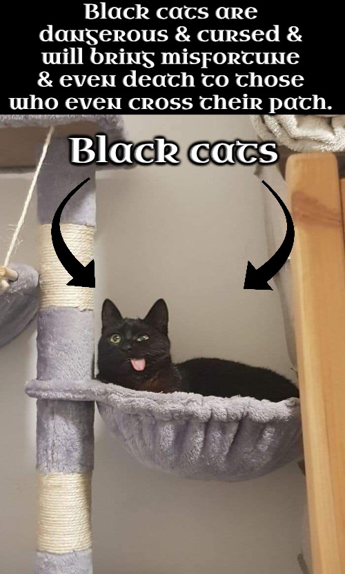 Stupid Beliefs | Black cats are dangerous & cursed & will bring misfortune & even death to those who even cross their path. Black cats | image tagged in cats,funny cats,funny face,oh no black cat,bad luck,superstition | made w/ Imgflip meme maker