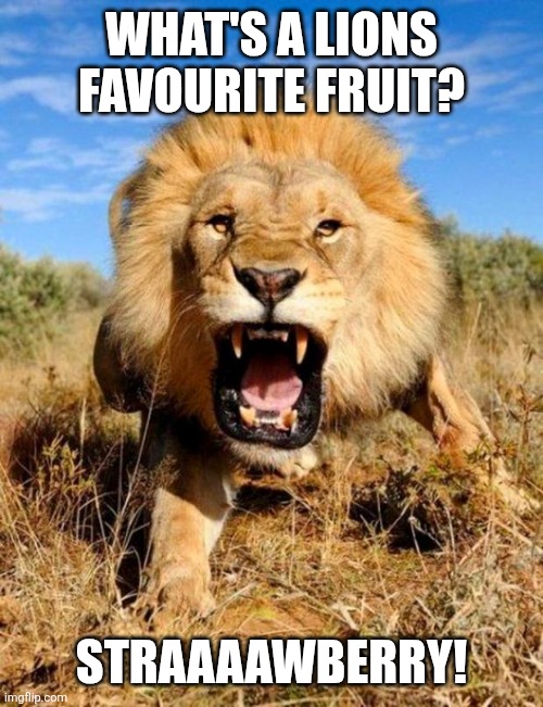 Rooooaaaar! | WHAT'S A LIONS FAVOURITE FRUIT? STRAAAAWBERRY! | image tagged in lion,memes,funny animal meme | made w/ Imgflip meme maker