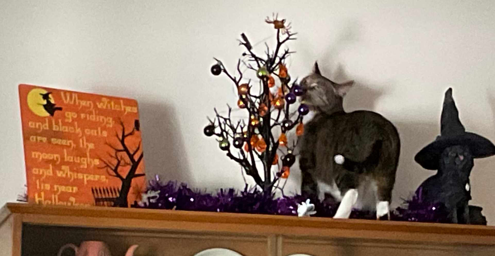 Evil kitty Blank Meme Template