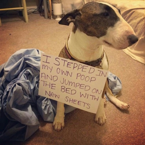 In My Own Poop | image tagged in poop,pet shaming,dogs,funny dogs,bad dog,destroy | made w/ Imgflip meme maker