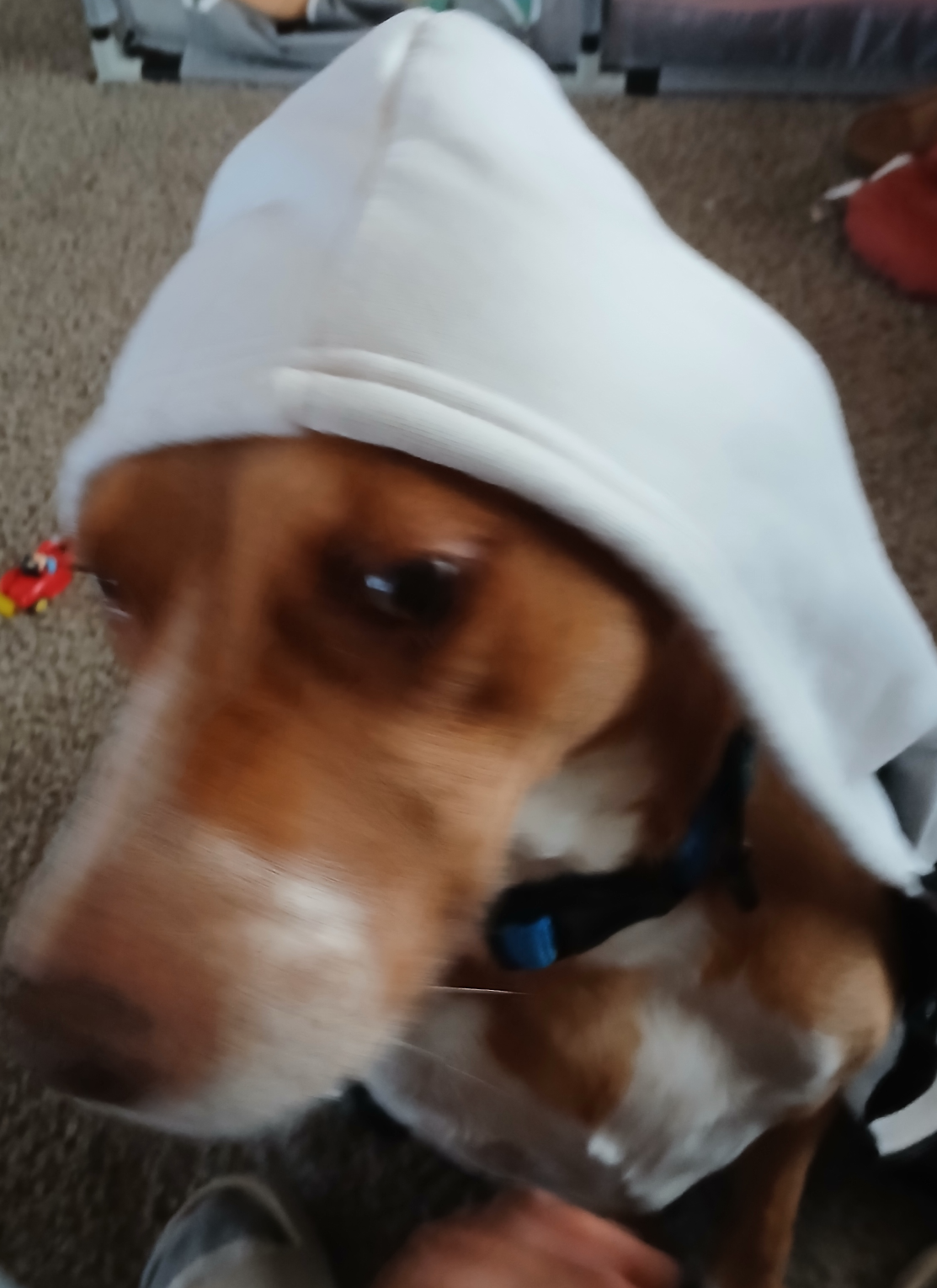 Bella Maid Blank Meme Template