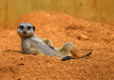 Meerkat relaxing Blank Meme Template