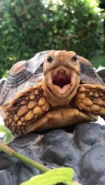 Turtle screaming Blank Meme Template