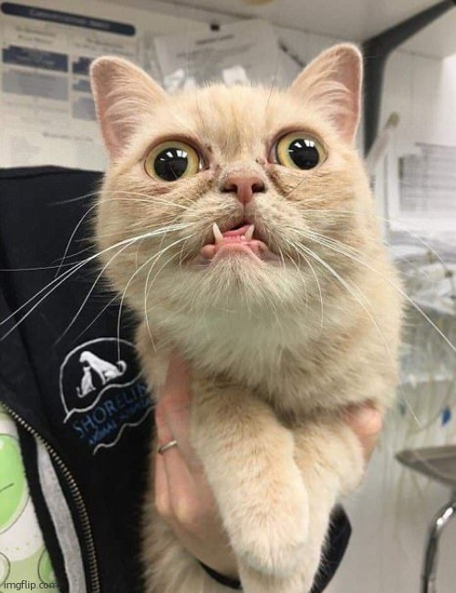 STUPID CAT | image tagged in stupid cat | made w/ Imgflip meme maker