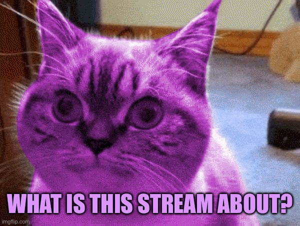 RayCat derp | WHAT IS THIS STREAM ABOUT? | image tagged in raycat derp | made w/ Imgflip meme maker