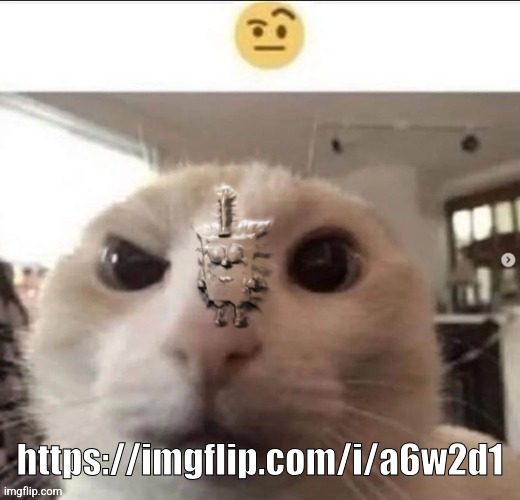 Raised eyebrow cat with spunch bop | https://imgflip.com/i/a6w2d1 | image tagged in raised eyebrow cat with spunch bop | made w/ Imgflip meme maker
