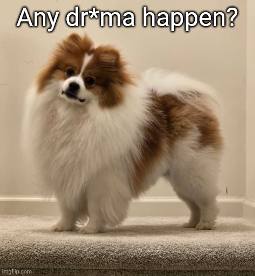 Dank's Dog (Ike) | Any dr*ma happen? | image tagged in dank's dog ike | made w/ Imgflip meme maker