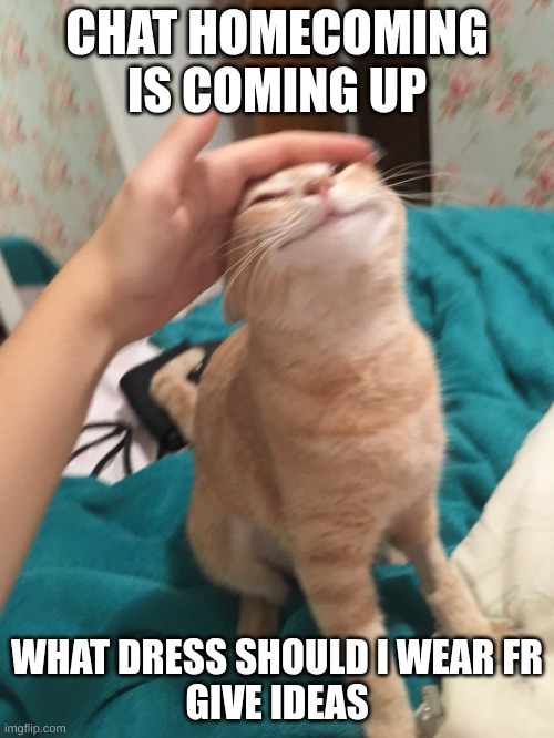 chat imagine I get hoco royalty lol | CHAT HOMECOMING IS COMING UP; WHAT DRESS SHOULD I WEAR FR
GIVE IDEAS | image tagged in cat pat | made w/ Imgflip meme maker