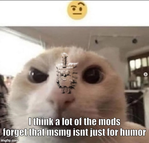 mods must be white | I think a lot of the mods forget that msmg isnt just for humor | image tagged in raised eyebrow cat with spunch bop | made w/ Imgflip meme maker