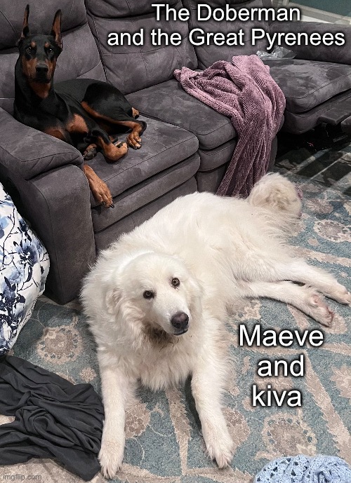 They’re so cute | The Doberman and the Great Pyrenees; Maeve and kiva | made w/ Imgflip meme maker