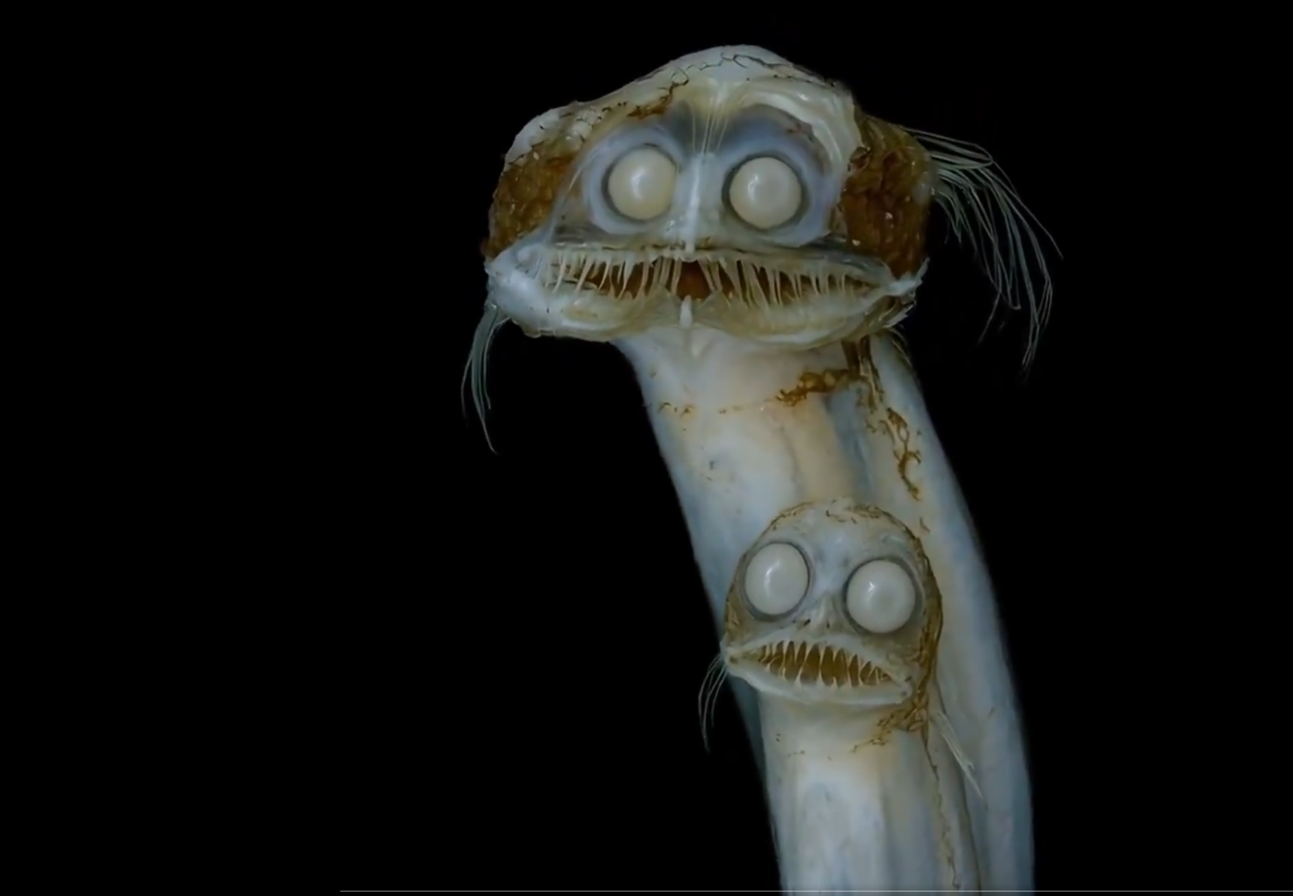 Deep Sea Creatures Blank Meme Template