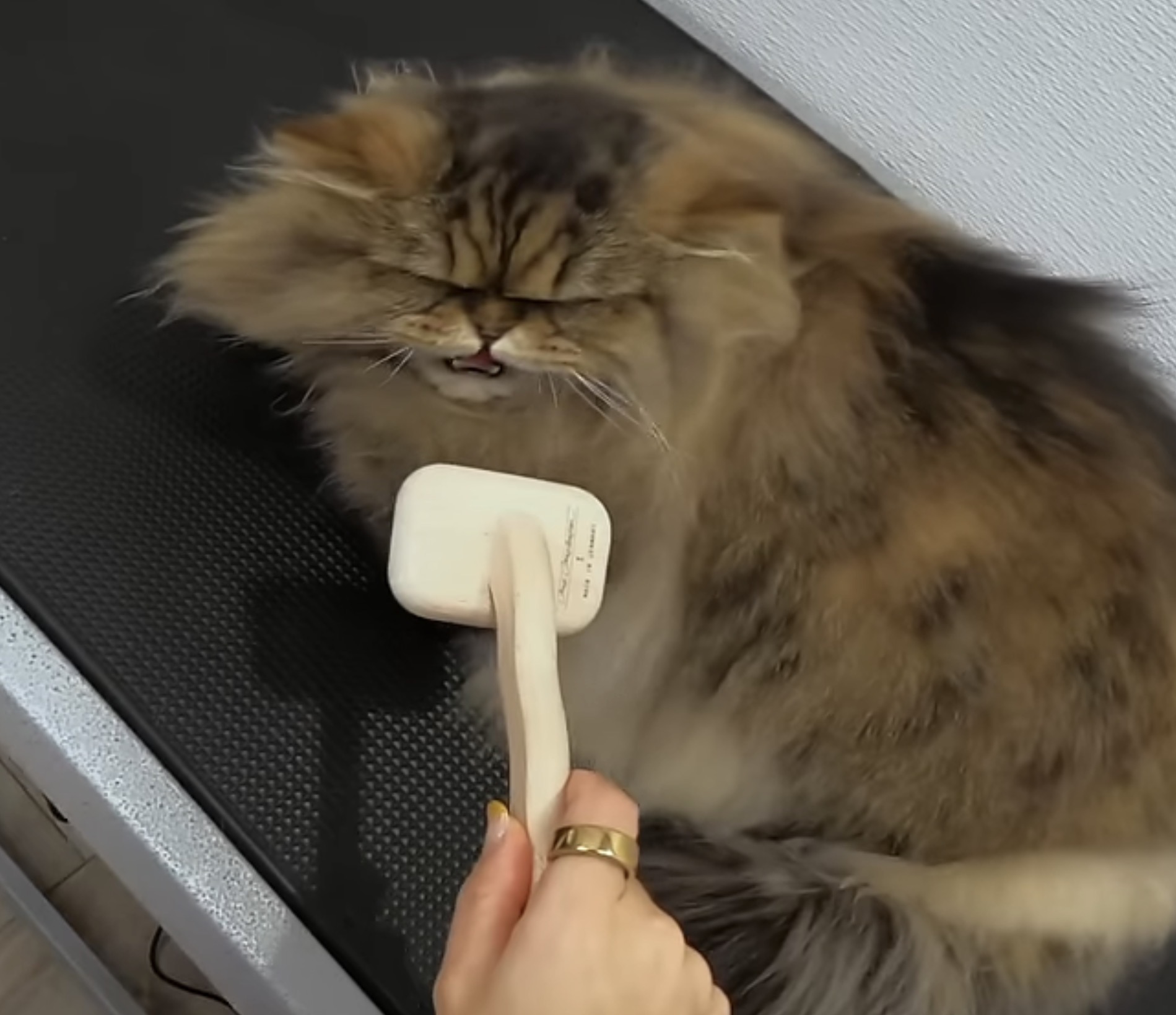 cat speaking to a mic Blank Meme Template