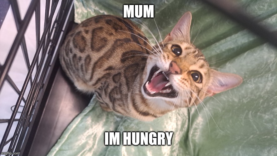 Feed me ffs | MUM; IM HUNGRY | image tagged in cats,meow,hungry,feed me | made w/ Imgflip meme maker