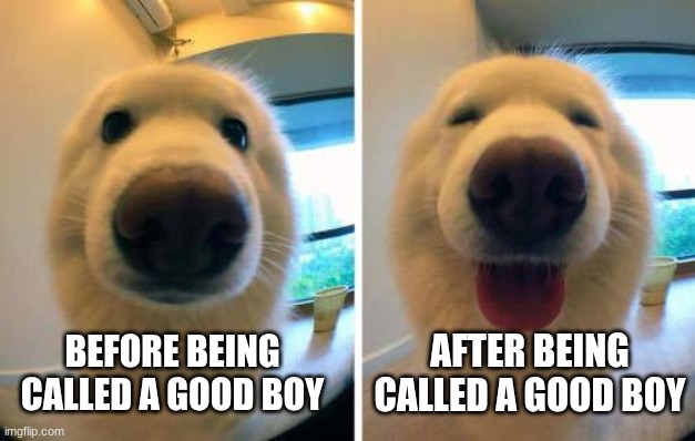 Good Boy | AFTER BEING CALLED A GOOD BOY; BEFORE BEING CALLED A GOOD BOY | image tagged in happy dog,good boy | made w/ Imgflip meme maker