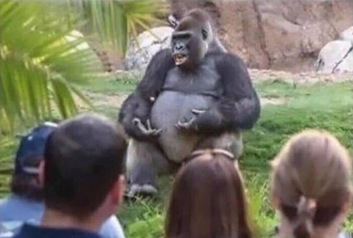 Gorillasplaining Blank Meme Template