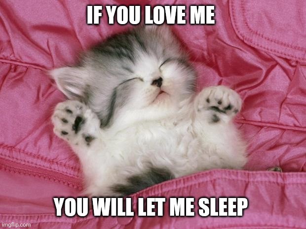 Let me sleep | IF YOU LOVE ME; YOU WILL LET ME SLEEP | image tagged in kitten sleeping,cute cat | made w/ Imgflip meme maker