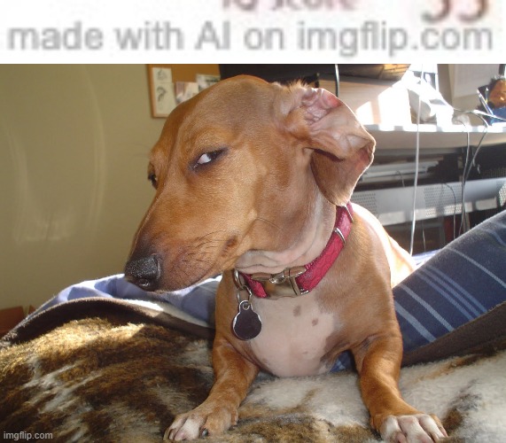 image tagged in suspicious dog | made w/ Imgflip meme maker