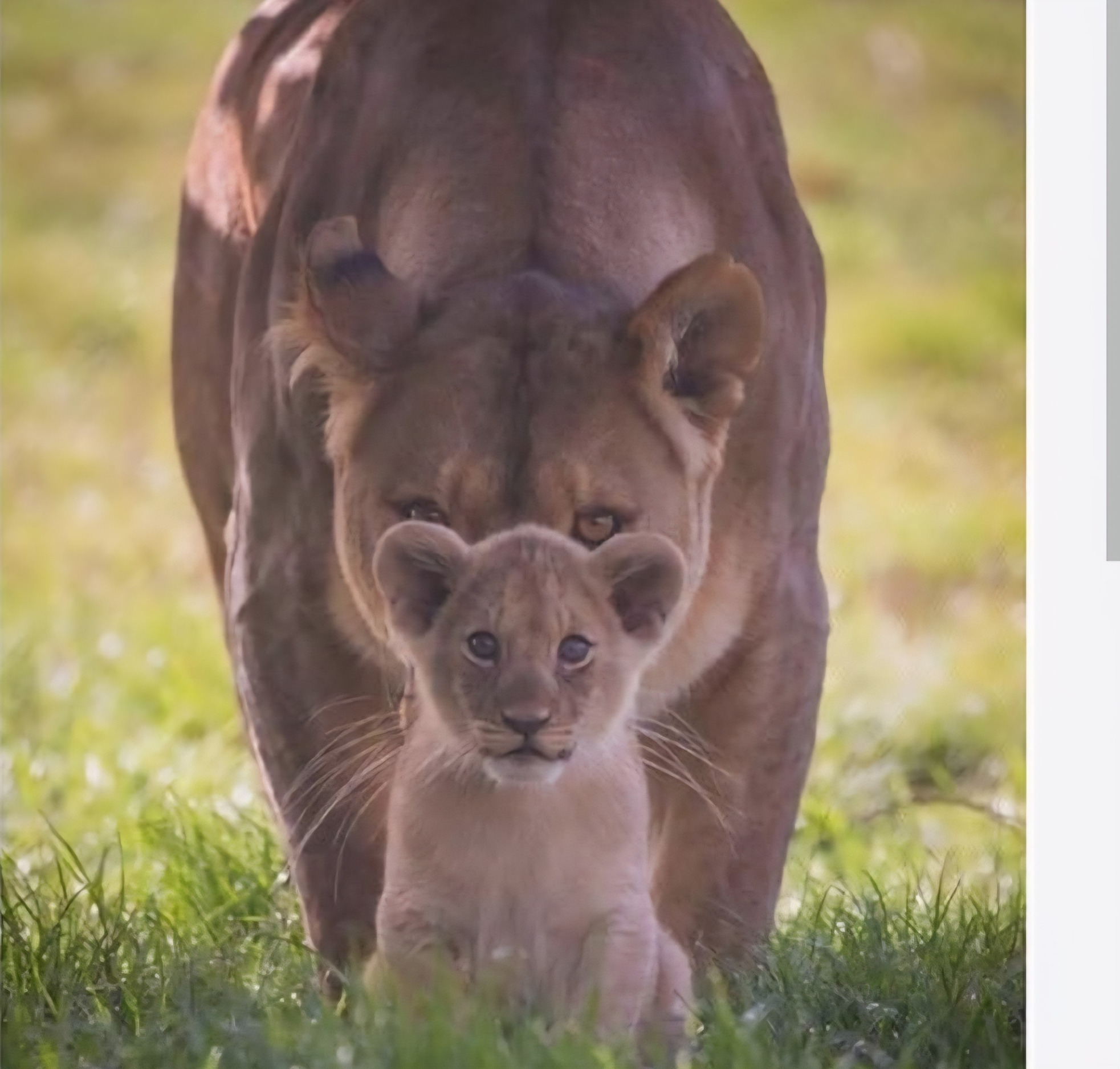 tiger mom Blank Meme Template