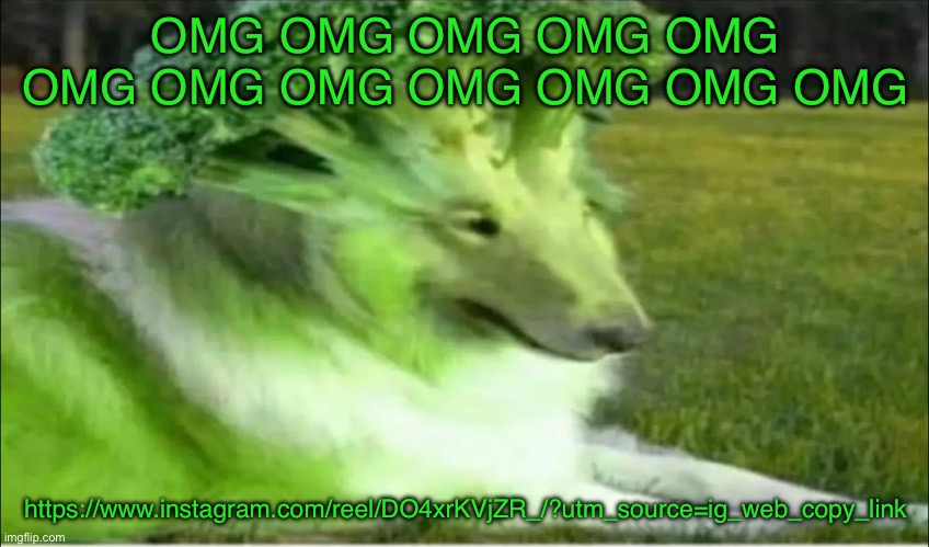 Broco dogo | OMG OMG OMG OMG OMG OMG OMG OMG OMG OMG OMG OMG; https://www.instagram.com/reel/DO4xrKVjZR_/?utm_source=ig_web_copy_link | image tagged in broco dogo | made w/ Imgflip meme maker