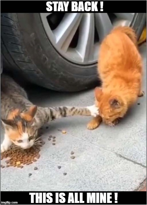 He's Definately The Boss ! | STAY BACK ! THIS IS ALL MINE ! | image tagged in cats,boss,mine | made w/ Imgflip meme maker