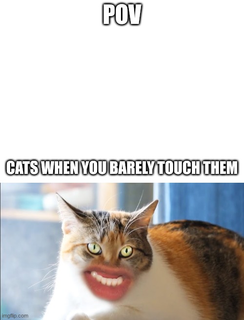 Cats when you touch them | POV; CATS WHEN YOU BARELY TOUCH THEM | image tagged in memes,cats | made w/ Imgflip meme maker