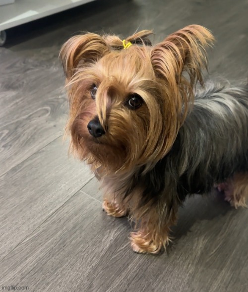 Are you serious Yorkie | image tagged in are you serious yorkie | made w/ Imgflip meme maker