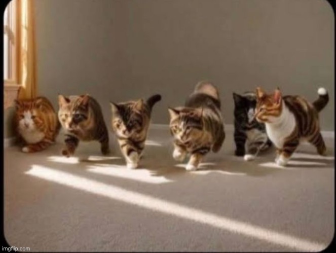 The wonder of U. | image tagged in jojo's bizarre adventure,ai slop,cats,memes,shitpost | made w/ Imgflip meme maker