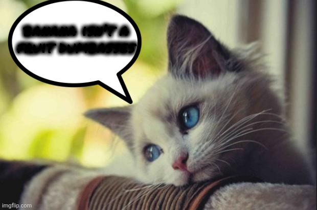 Sad cat | banana isn't a
fruit dumbasses | image tagged in sad cat | made w/ Imgflip meme maker