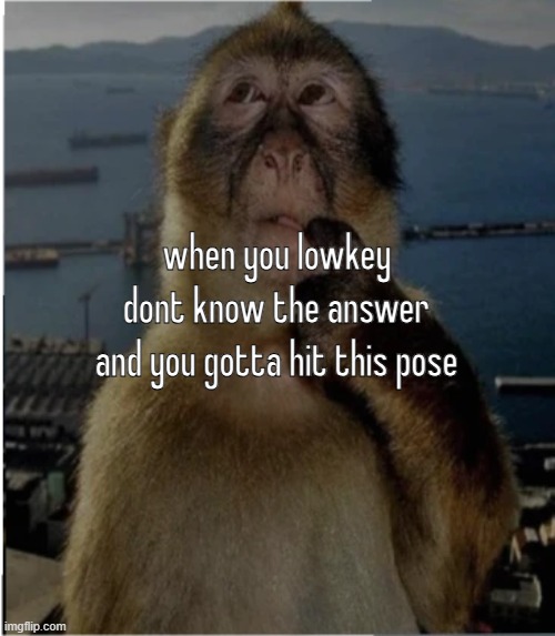 thinking monkey | when you lowkey dont know the answer and you gotta hit this pose | image tagged in thinking monkey | made w/ Imgflip meme maker