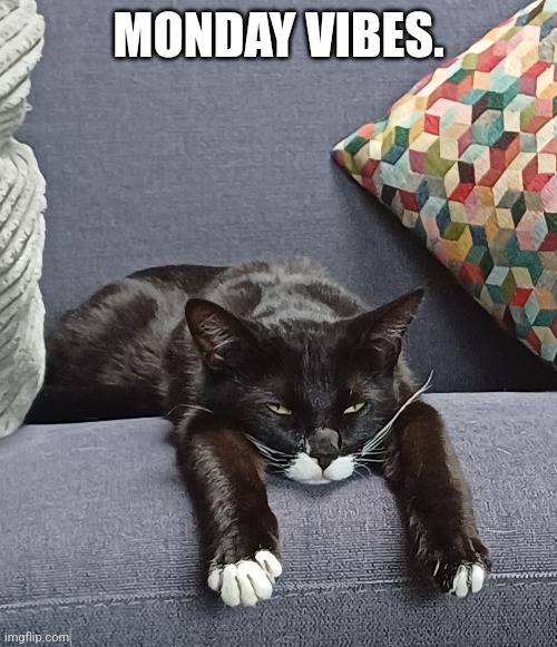 Monday vibes | MONDAY VIBES. | image tagged in memes,funny cats,tired cat,so tired,monday mornings,monday face | made w/ Imgflip meme maker