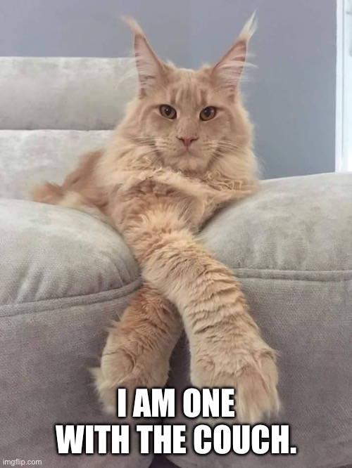 Elegant white cat on couch  | I AM ONE WITH THE COUCH. | image tagged in elegant white cat on couch | made w/ Imgflip meme maker