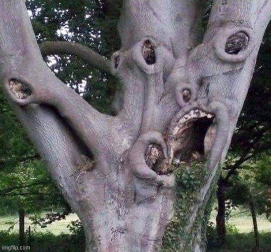 real horror tree | image tagged in horror,tree,disturbing,creepy | made w/ Imgflip meme maker