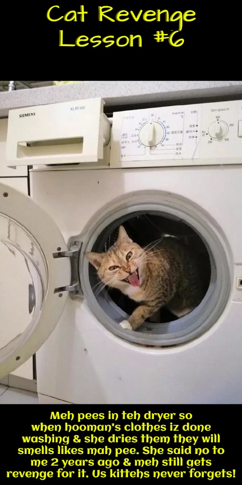 Cat Revenge Lesson 6 & yes they'll get revenge years later | Cat Revenge Lesson #6; Meh pees in teh dryer so when hooman's clothes iz done washing & she dries them they will smells likes mah pee. She said no to me 2 years ago & meh still gets revenge for it. Us kittehs never forgets! | image tagged in cats,funny cats,revenge,pee,evil overlord rules,life lessons | made w/ Imgflip meme maker